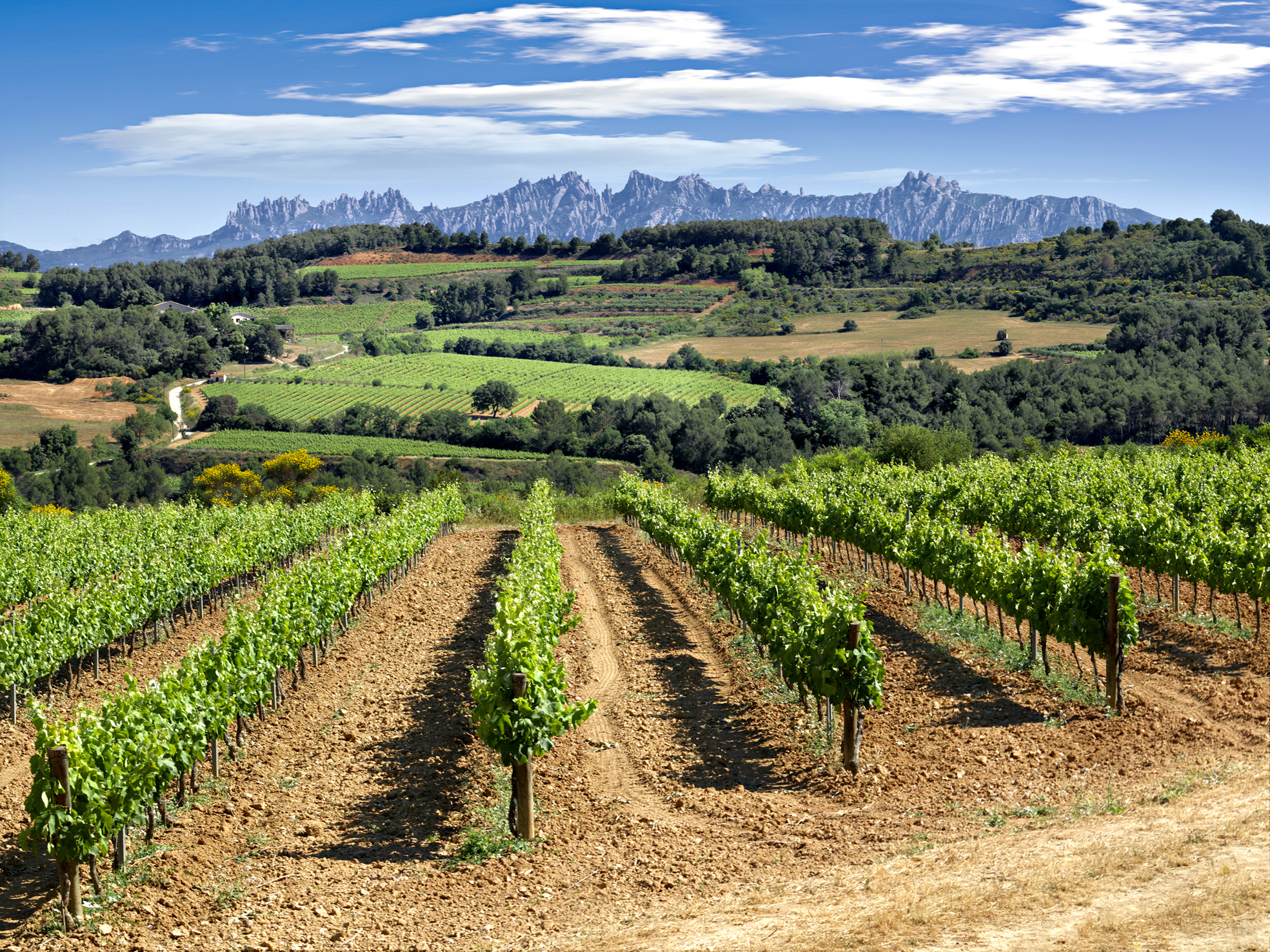 Penedes